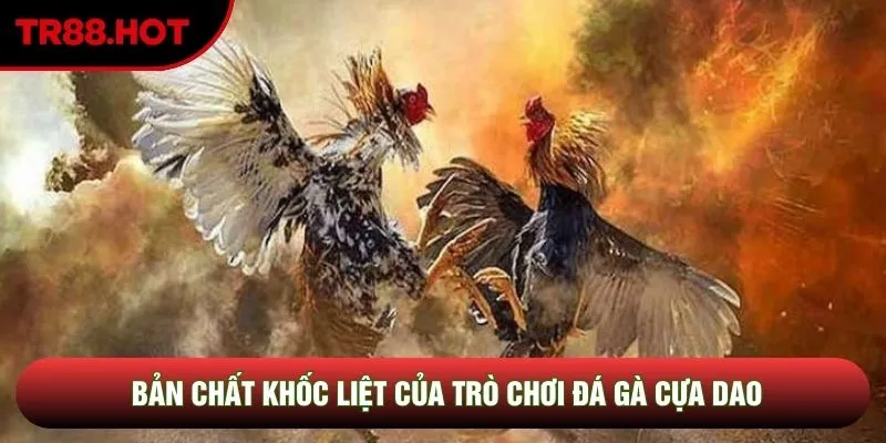 Bản chất khốc liệt của trò chơi đá gà cựa dao