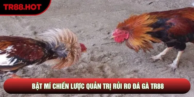 Bật mí chiến lược quản trị rủi ro đá gà TR88