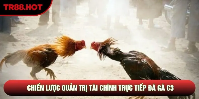 Chiến lược quản trị tài chính trực tiếp đá gà C3