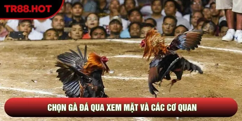 Chọn gà đá qua xem mặt và các cơ quan