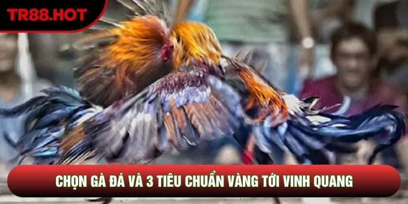 Chọn Gà Đá Và 3 Tiêu Chuẩn Vàng Tới Vinh Quang Từ Đại Sư Kê