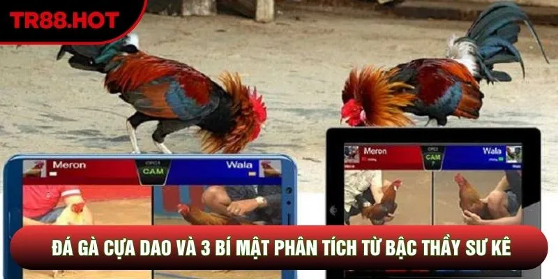 Đá Gà Cựa Dao Và 3 Bí Mật Phân Tích Từ Bậc Thầy Sư Kê