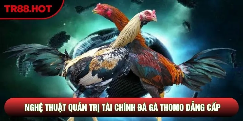 Đá Gà Thomo: 3 Bí Mật Làm Chủ Đấu Trường Chiến Kê Từ Đại Sư