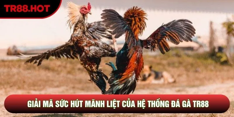 Giải mã sức hút mãnh liệt của hệ thống đá gà TR88