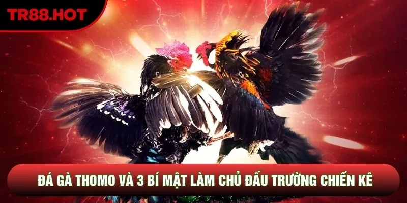 Nghệ thuật quản trị tài chính đá gà Thomo đẳng cấp