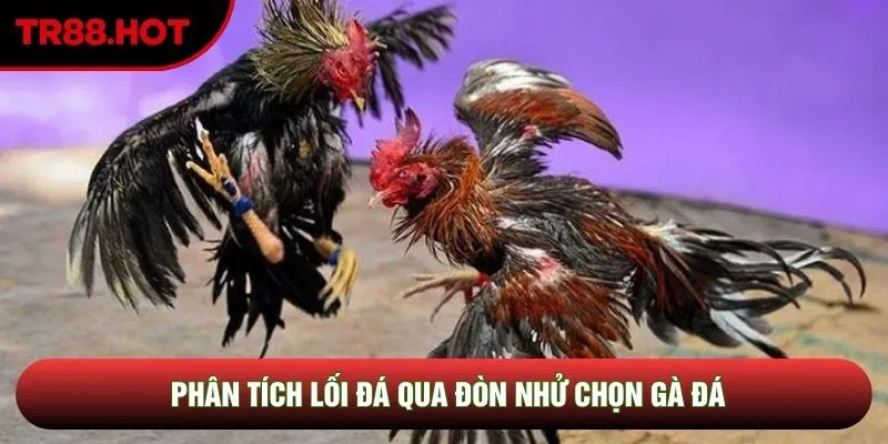 Phân tích lối đá qua đòn nhử chọn gà đá