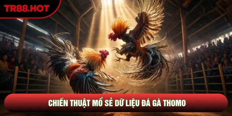 Quy trình vận hành và phát triển đá gà Thomo đẳng cấp