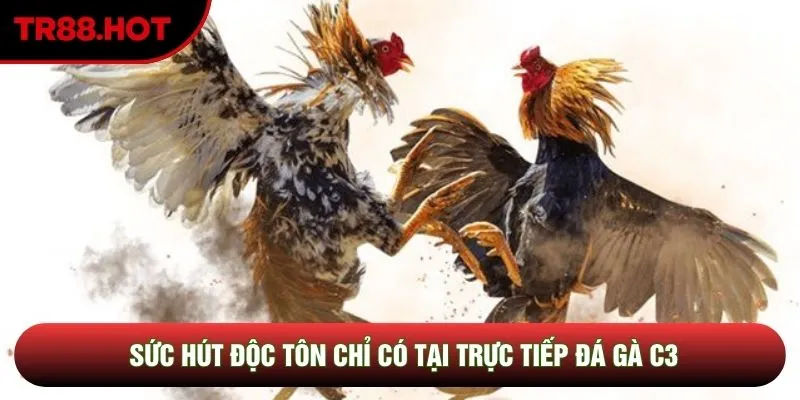 Sức hút độc tôn chỉ có tại trực tiếp đá gà C3