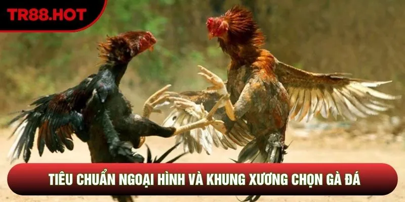 Tiêu chuẩn ngoại hình và khung xương chọn gà đá