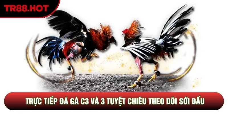 Trực Tiếp Đá Gà C3: 3 Tuyệt Chiêu Theo Dõi Sới Đấu Đỉnh Cao